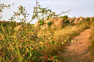 ein Busch von rot nützlich wild Rose im ein Berg Senke beim das Rahmen Sonnenuntergang Sonne foto