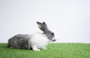 flauschige Weiß Hase umgeben durch üppig Grün Gras foto