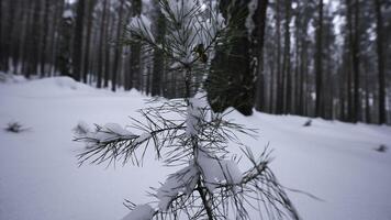 klein wachsend Tanne Baum im Winter Wald. Medien. Nahansicht von klein wachsend Tanne Baum im wild Wald im Winter. klein einsam Tanne Baum wächst im wild Winter Wald foto