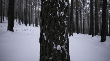 Nahansicht von schön Baum Rinde im Winter Wald. Medien. schön Baum Krone im Winter Wald. Textur von Baum Krone im wild Winter Wald foto