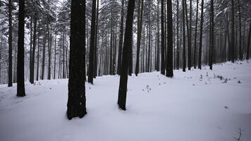 schön Aussicht im wild Winter Wald. Medien. schön gehen im wild Wald auf Winter Tag. Kamera Bewegung im Aussicht von schön Winter Wald foto