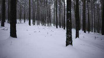 schön Aussicht im wild Winter Wald. Medien. schön gehen im wild Wald auf Winter Tag. Kamera Bewegung im Aussicht von schön Winter Wald foto