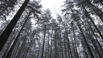 Aussicht von Wald und Spitzen von Kronen im Winter. Medien. lebhaft aussehen beim Winter Wald mit Baum Kronen. Vertikale Schwenken von Wald auf Winter Tag foto