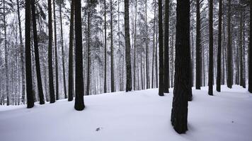 schön Aussicht im Wald mit Baum Stämme auf Winter Tag. Medien. beruhigend Aussicht von Winter Wald mit fallen Schnee. schön Landschaft im Winter Wald während Schneefall foto