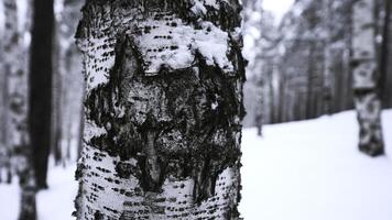 Nahansicht von schön Baum Rinde im Winter Wald. Medien. schön Baum Krone im Winter Wald. Textur von Baum Krone im wild Winter Wald foto