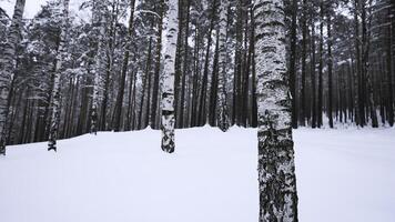 kreisförmig Aussicht von Winter Wald. Medien. Überblick von wild Wald mit viele Baum Stämme auf Winter Tag. aussehen beim wild Winter Wald foto