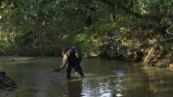 wenig Elefant im Fluss. Aktion. Baby Elefant ist spielen im Fluss im Dschungel. wenig Elefant ist spielen allein im Fluss im Urwald foto