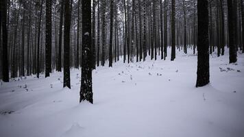 Kiefer Wald im das Schnee. Medien. Winter Wald mit Schnee bedeckt Bäume und langsam fallen Schneeflocken. foto