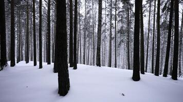 schön Landschaft mit schneebedeckt Weiß Wald im Winter eisig Tag. Medien. tolle Kiefer szenisch Aussicht von Park Wald. foto