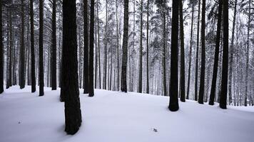 schön Landschaft mit schneebedeckt Weiß Wald im Winter eisig Tag. Medien. tolle Kiefer szenisch Aussicht von Park Wald. foto