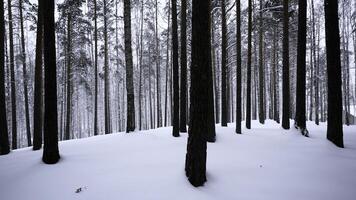 Winter Landschaft mit Kiefer Bäume bedeckt mit Schnee im Weiß Wald. Medien. Märchen Winter Wald während Schneefall. foto