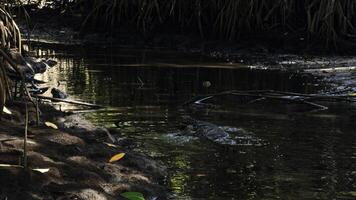 gefährlich Eidechse Raubtier wild gestreift varan Schwimmen im Teich im National Park. Aktion. Konzept von Tierwelt und Natur. foto