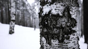 schön sonnig schneebedeckt Winter Landschaft. Medien. Birke Bäume und Weiß kalt Boden. foto