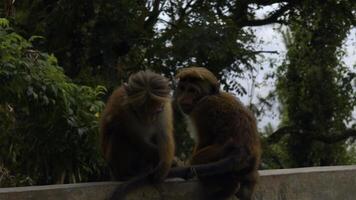 ein wild Affe auf ein Stein Mauer im Nepal Kathmandu, Asien. Aktion. wild Tiere und Grün Natur. foto