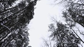 Stämme und Spitzen von das hoch Kiefern im das Winter schneebedeckt Wald gegen das wolkig Himmel. Medien. Unterseite oben Aussicht beim bedeckt windig Tag. foto