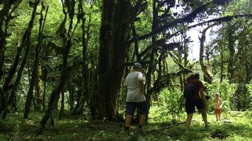 Wandern jung Frau und zwei Jungs Gehen zusammen auf das Weg mit Rucksack. kreativ. Grün schön Vegetation und leuchtenden Sonne. foto