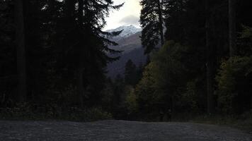 schön bewaldet Landschaft im ein friedlich Platz mit Natur. kreativ. Mutter und Junge Wanderer Gehen entlang Bäume. foto