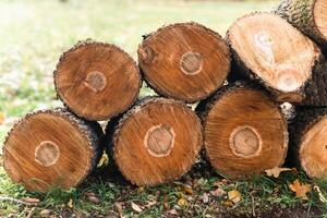 gestapelt Baum Stämme im städtisch Park nach Hygiene Entfernung zum Reinigung Zwecke foto