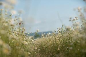 Gänseblümchen Kamille Hintergrund. schön Natur Szene mit Blühen Kamille im Sonne aufflackern. sonnig Tag. Sommer- Blumen. foto