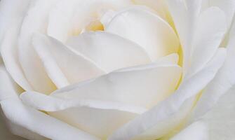 ein Weiß Rose foto