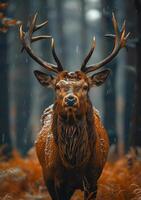 ai generiert rot Hirsch Hirsch mit groß Hörner im das Wald während Herbst Regen foto