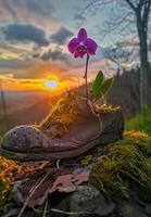 ai generiert lila Orchidee wächst aus von Schuh auf Stumpf beim Sonnenuntergang foto