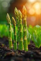 ai generiert jung Grün Spargel schießt wachsend im das Boden im Frühling foto