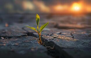 ai generiert klein Pflanze wächst aus von geknackt trocken geknackt Erde mit das Sonne steigend im das Hintergrund foto