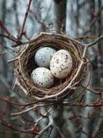 ai generiert drei gesprenkelt Eier im Nest auf Baum Ast foto