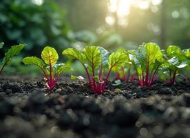 ai generiert jung Rote Beete Pflanzen wachsend im das Gemüse Garten foto