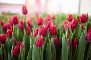 rot Tulpen von anders Sorten mit Grün Blätter drinnen oben Aussicht foto