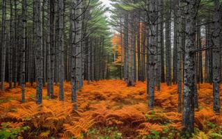 ai generiert Herbst Wald Gelassenheit foto