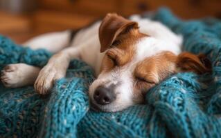 ai generiert schließen oben von ein friedlich Jack Russell Terrier Schlafen solide, zusammengerollt oben im ein gemütlich blaugrün gestrickt Decke foto