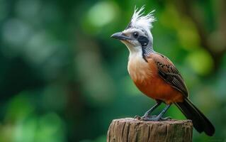 ai generiert ein auffällig Weiß mit Haube Lachdrossel thront auf ein Baum Stumpf foto