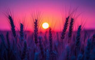 ai generiert Weizen Feld Sonnenuntergang Silhouette foto