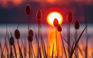 ai generiert das feurig Kugel von das Rahmen Sonne leuchtet intensiv hinter silhouettiert Rohrkolben beim das Wasser Kante foto