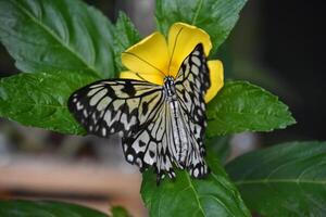 Baum Nymphe Schmetterling auf ein Gelb Blume foto