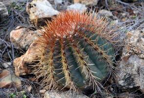 runden Fass Kaktus mit rot Stacheln entlang es foto