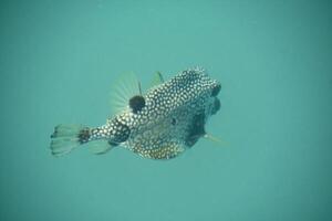 atemberaubend schließen oben von ein Puffer Fisch unter das Wasser foto