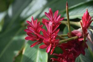 tropisch Garten mit ziemlich Blühen rot Blumen foto