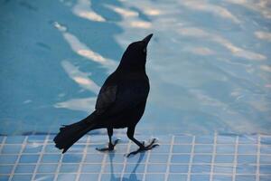 verbreitet grackle Stehen beim das Kante von ein Schwimmbad foto