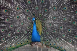 atemberaubend stürzen mit Auge Gefieder verlängert auf ein Pfau foto