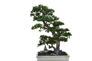 Knopfholz Bonsai Baum geformt getrimmt und geformt foto