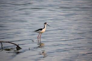 schwarz und Weiß Strandläufer posieren im flach Wasser foto