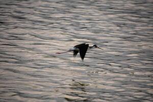 fliegend schwarz Hals Stelze Strandläufer Vogel foto