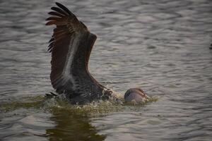 Pelikan Tauchen zum Fisch im das Ozean Wasser foto