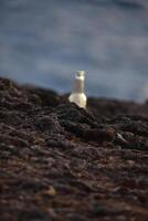 übersät Glas Flasche auf Lava Felsen auf das Küste foto