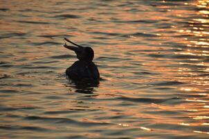 silhouettiert Pelikan mit seine Schnabel öffnen auf Ozean Wasser foto