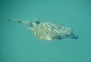 schließen oben von ein Puffer Fisch Schwimmen unter Wasser foto