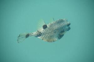 entdeckt Puffer Fisch Schwimmen unter das Meer foto